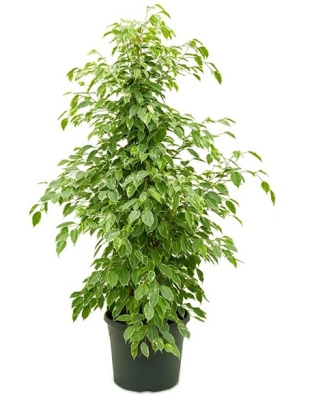 Фикус Бенджамина Голден Кинг