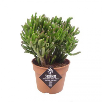 Крассула Хоббит