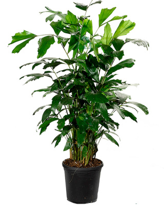 Кариота (Рыбий хвост)