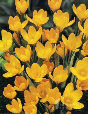 КРОКУС CROCUS YELLOW GIANT 10шт