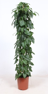 Циссус микс пирамида