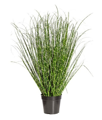Мискантус зебринус в кашпо