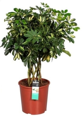 Шеффлера Голд Капелла цилиндр