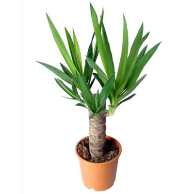 Юкка 1 ствол