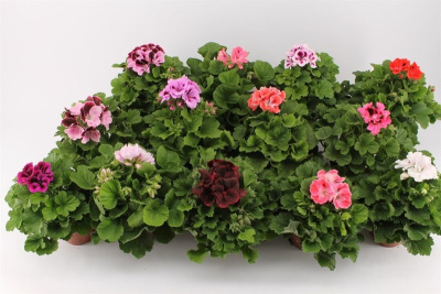 Пеларгония Грандифлора (Герань крупноцветковая королевская)