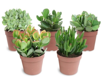 Крассула микс (Денежное дерево)