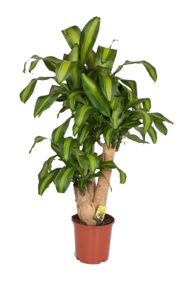 Драцена фрагранс Массанжеана Вертак