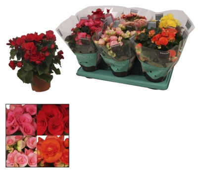 Бегония Элатиор Микс