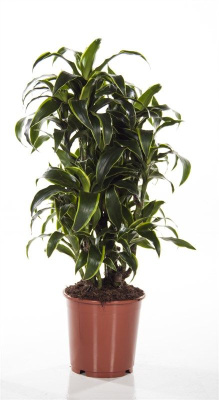 Драцена фрагранс Дорадо разветвленная