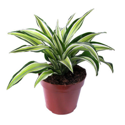 Драцена фрагранс Малайка