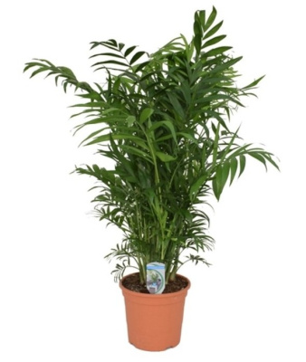 Хамедорея Элеганс