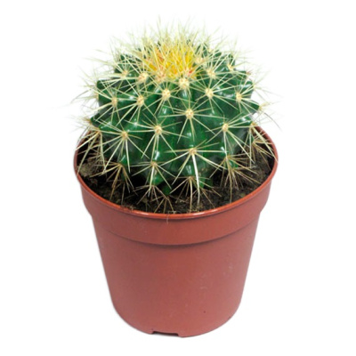 Эхинокактус