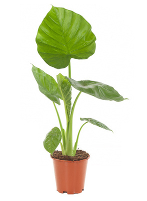 Алоказия Калибора