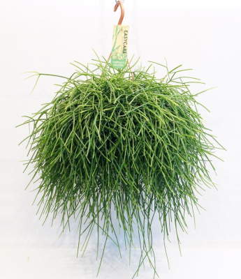 Рипсалис микс в подвесном кашпо