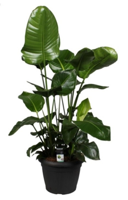 Стрелиция Николай