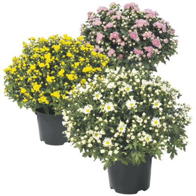 Хризантема шаровидная-1