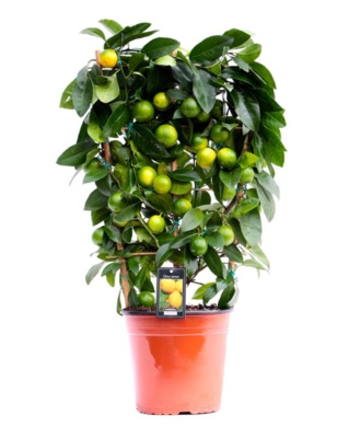 Цитрус Лимон Мейер на решетке