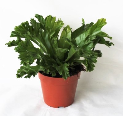 Асплениум Лесли