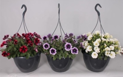 Петуния микс