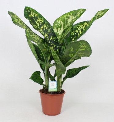 Диффенбахия Кроун