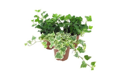 Хедера Хеликс микс