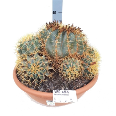 Ферокактус голубеющий