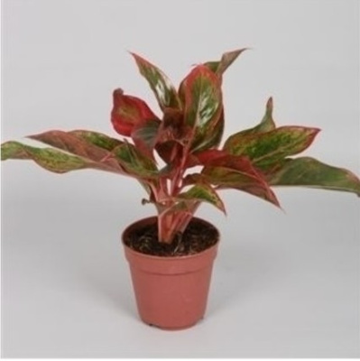 Аглаонема Крит