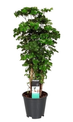 Полисциас Робле (Аралия)