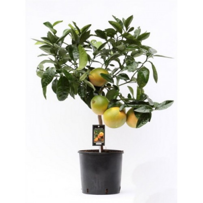 Цитрус Грейпфрут