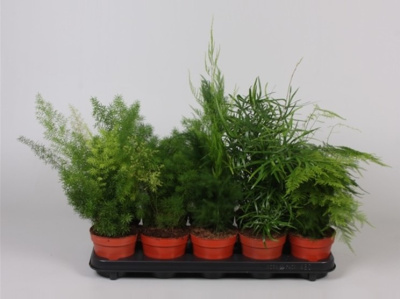 Аспарагус микс