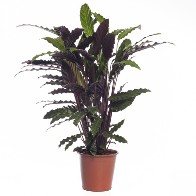 Калатея Руфибарба Вэйвстар