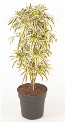 Драцена рефлекса Сонг оф Индия карусель