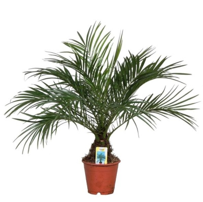 Финик Робелини