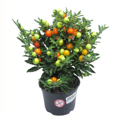 Солянум (Паслен)