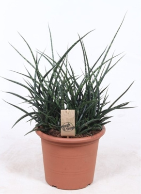 Сансевиерия Fernwood Punk