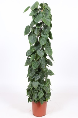 Филодендрон Сканденс на решетке