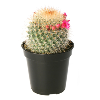 Маммиллярия микс