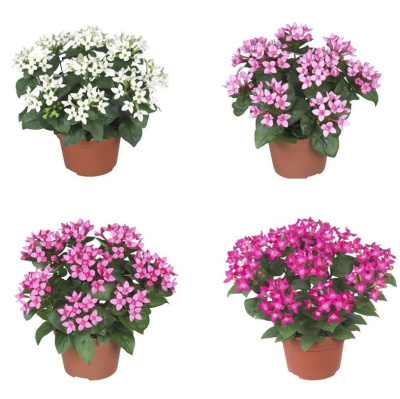 Бовардия микс