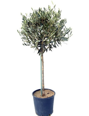 Олива Европейская