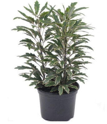 Шеффлера элегантиссима Бьянка (дизиготека элегантиссима)