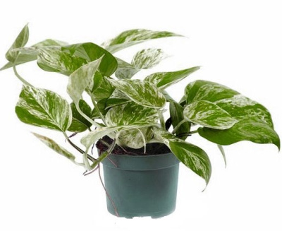 Эпипремнум Ауреум Марбл Квин