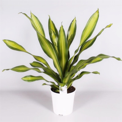 Драцена фрагранс Чарли