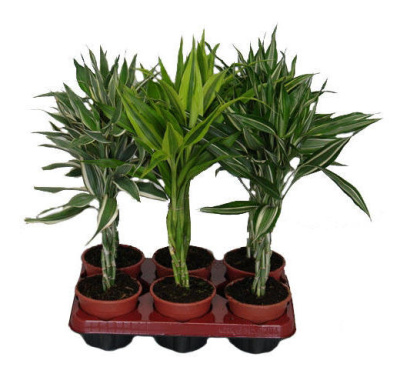 Драцена фрагранс Драгон микс переплетеный 