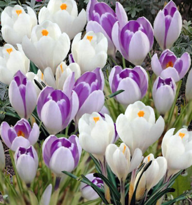 КРОКУС JEANNE D'ARC / VANGUARD 15шт