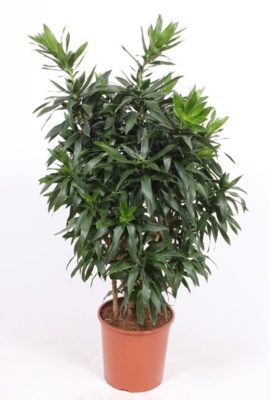 Драцена рефлекса бранч