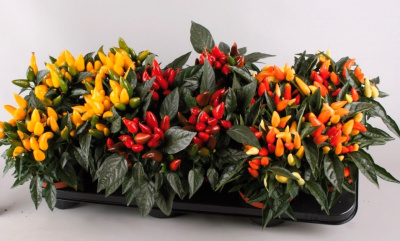 Перец или Капсикум Аннуум