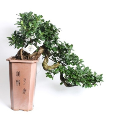 Фикус бонсай каскад