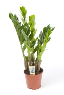 Замиокулькас