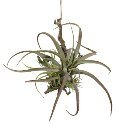 Тилландсия на коряге подвесная