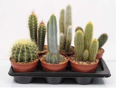 Кактус микс